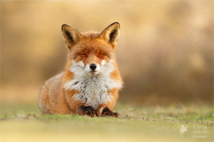 foto de un zorro sentado sobre el pasto con los ojos cerrados 