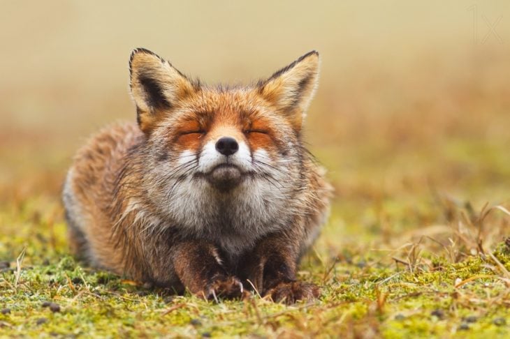 fotografía de un zorro acostado con los ojos cerrados y respirando aire fresco 