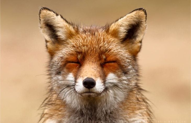 foto de la cara de un zorro con los ojos cerrados 