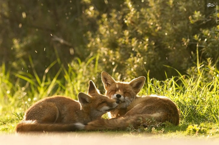 foto de dos zorros acostados en el suelo dándose un beso 