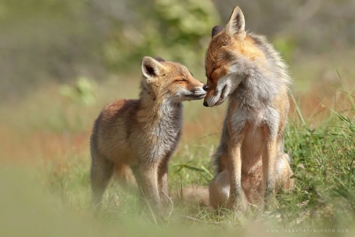 fotografía de un pequeño zorro besando el hocico de su madre 