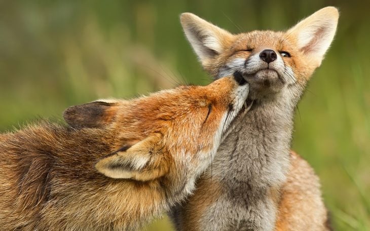 fotografía de un zorro mordiendo el cuello de otro zorro 