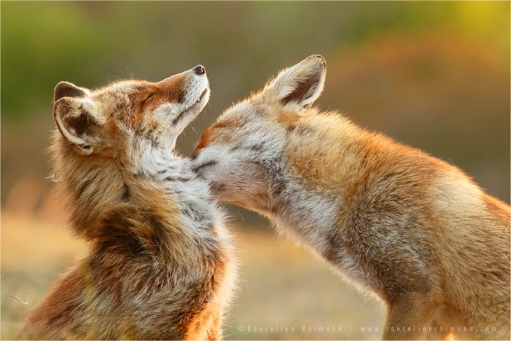 La fotógrafa Roeselien Raimond captó fotos de zorros salvajes
