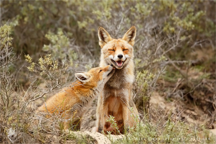 zorros demostrándose su amor en un lugar seco y lleno de flora 