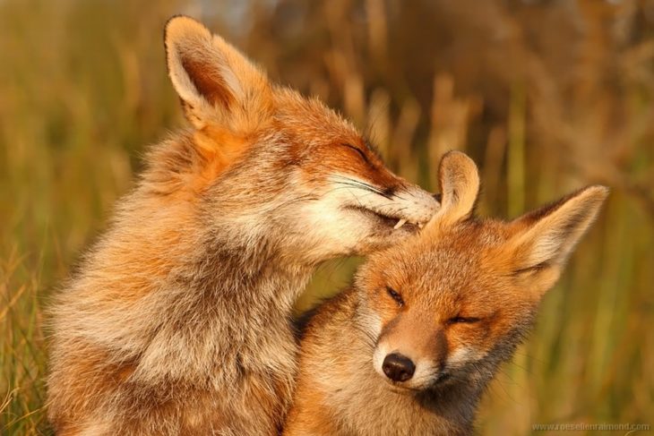 imagen de una fotografía que muestra a dos zorros lamiéndose 