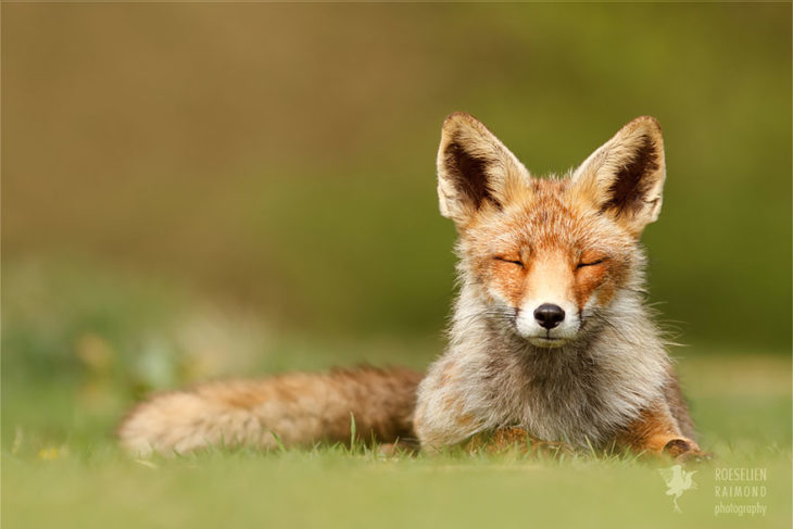 foto de un zorro acostado respirando el aire fresco