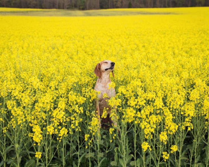 MADDIE EN FLORES AMARILLA