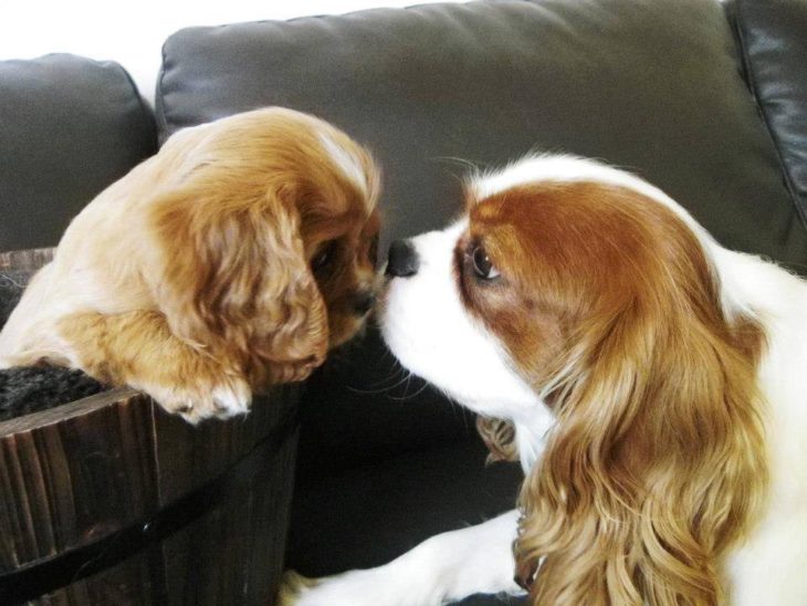 PERROS QUE SON IDÉNTICOS A SUS PADRES. OREJONES