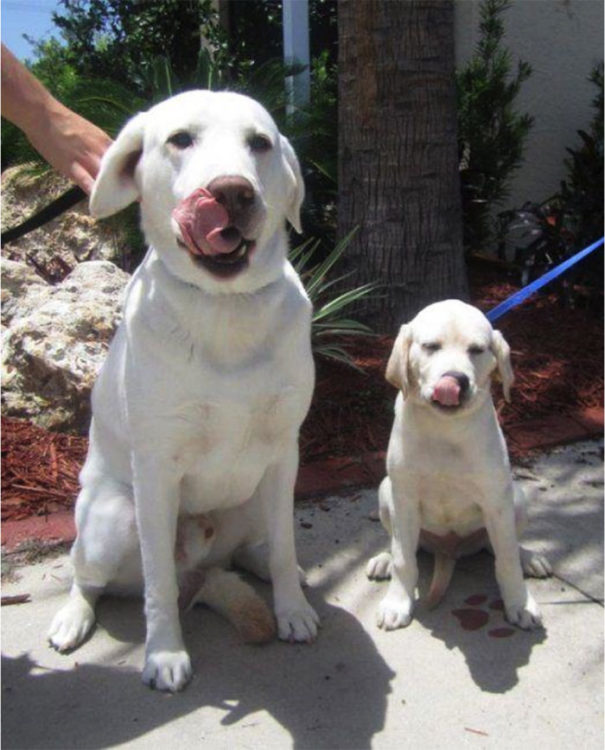 PERROS QUE SON IDÉNTICOS A SUS PADRES. Perros labradores