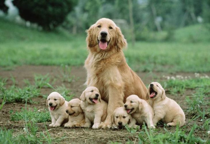 PERROS QUE SON IDÉNTICOS A SUS PADRES. labradores cagfé