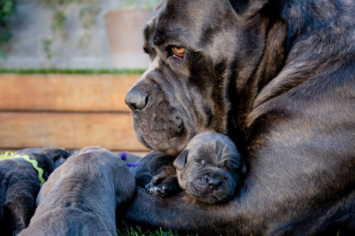 PERROS QUE SON IDÉNTICOS A SUS PADRES. MASTIFFS