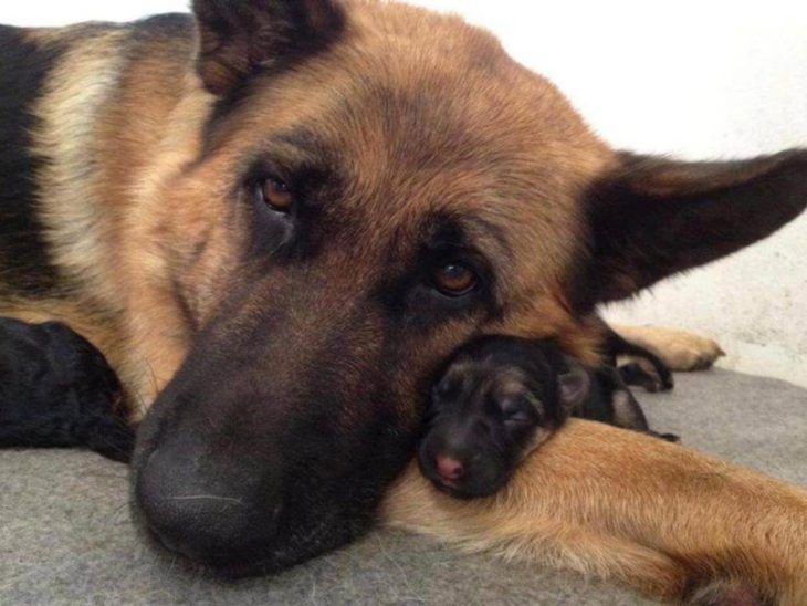 PERROS QUE SON IDÉNTICOS A SUS PADRES.PASTORES ALEMÁN CON SU BEBÉ