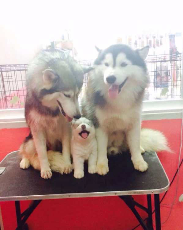 PERROS QUE SON IDÉNTICOS A SUS PADRES. PERROS HUSKY