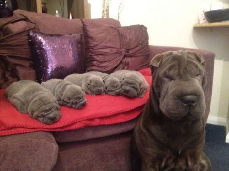 PERROS QUE SON IDÉNTICOS A SUS PADRES. SHARPEI