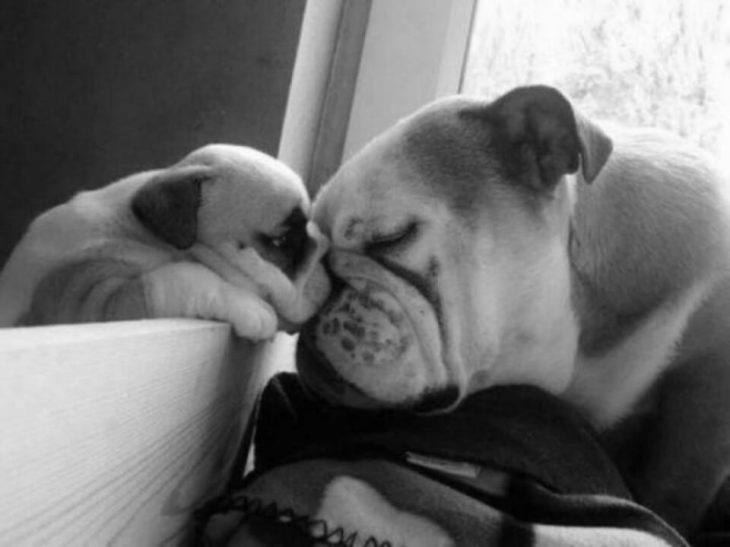 PERROS QUE SON IDÉNTICOS A SUS PADRES. BULLDOG CON SUS CRÍAS