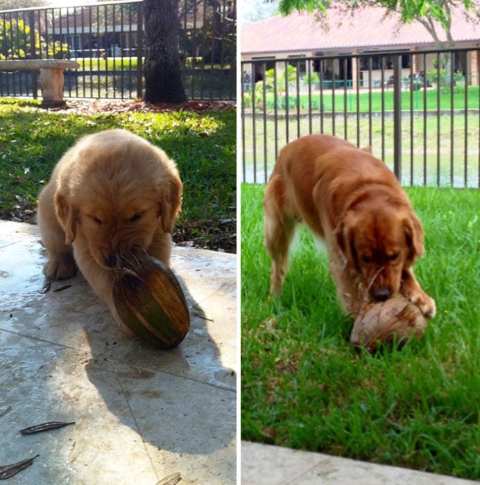 perro jugando con su oso