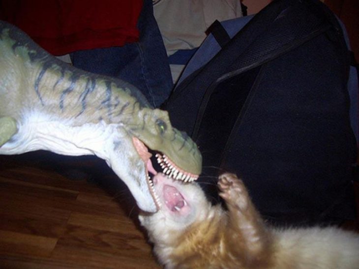 hurón ataca a un juguete de tiranosaurio Rex