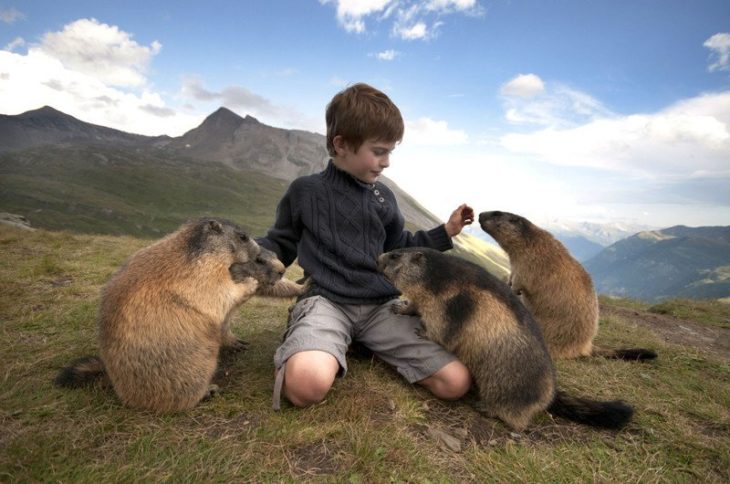 marmotas oliendo a niño