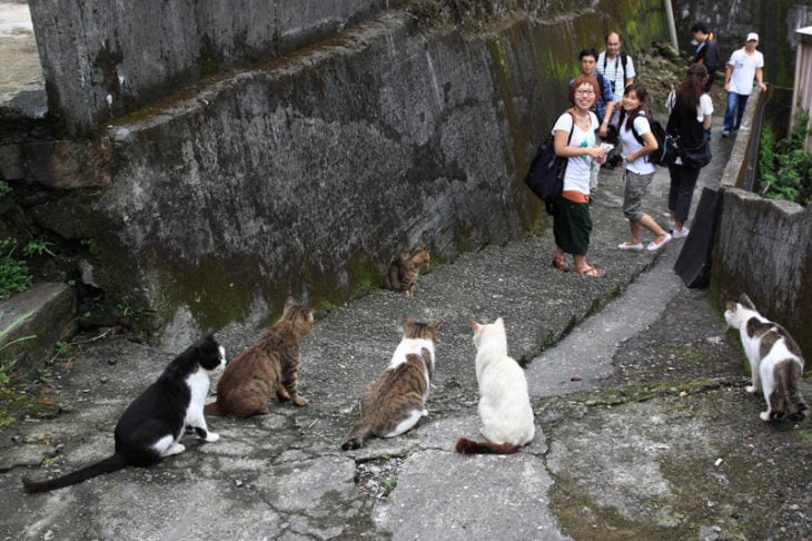 gatitos en un callejón sorprenden a turistas