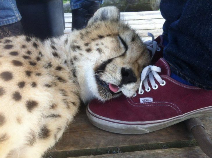 guepardo se queda dormido a los pies de una persona
