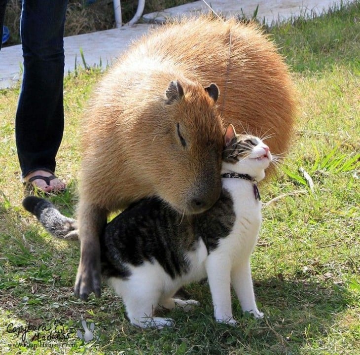 capibara acurrucado con un gato