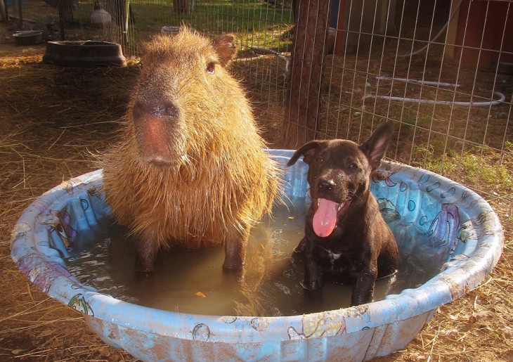 un capibara y un perro en una pequeña alberca