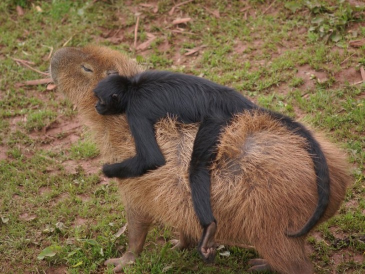 capibara con un chango acostado en su espalda