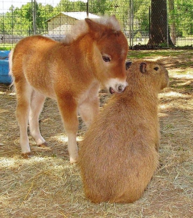 capibara con un burrito