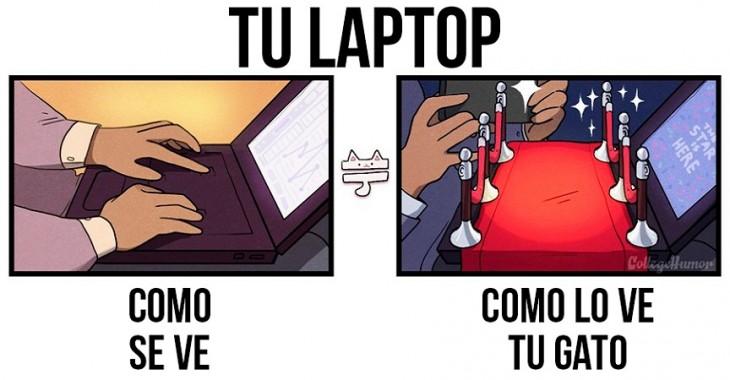 tu laptop como se ve y como lo ve tu gato