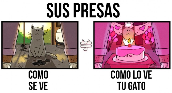 las presas, como se ven y como las ve tu gato