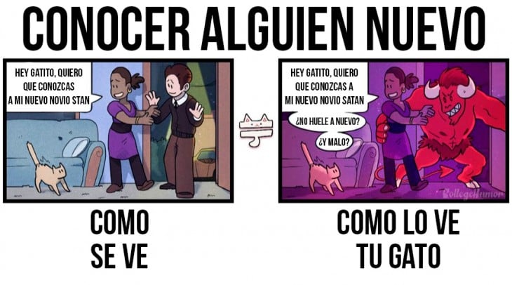 conocer a alguien nuevo, como se ve y como lo ve tu gato