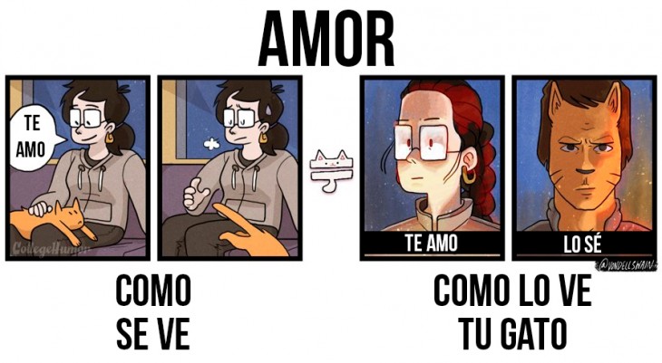 amor, como se ve y como lo ve tu gato