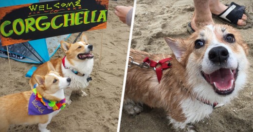 600 perros corgi en las playas de California
