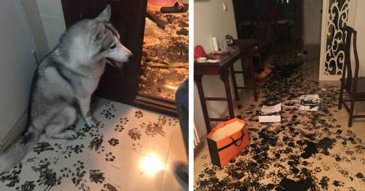 Perro husky dentro del apartamento durante 3 horas y esto paso