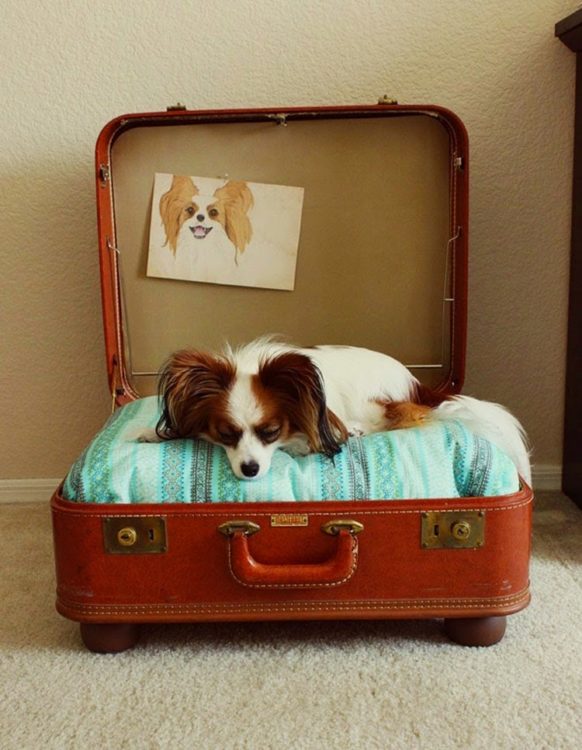 cama para perro con una maleta vieja