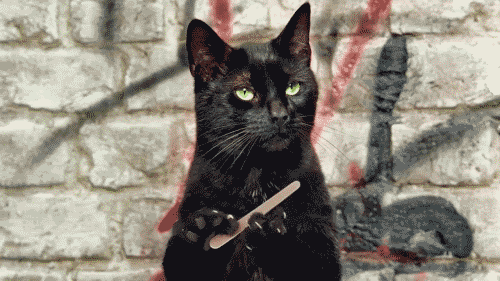 Gato negro limándose las uñas