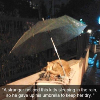 gato dormido en la lluvia y alguien le pone un paraguas para que no se moje