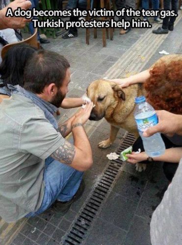 manifestantes limpiando con agua los ojos de un perrito al que le cayó gas lacrimógeno