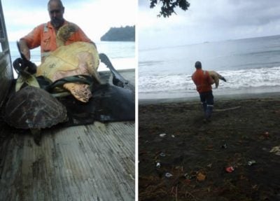 hombre lleva a tortugas al mar