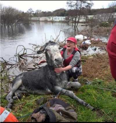 burro sonríe luego de ser rescatado