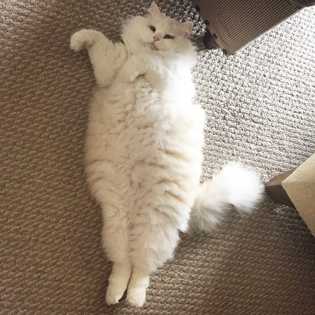 gato Silas rescatado extendido en la alfombra