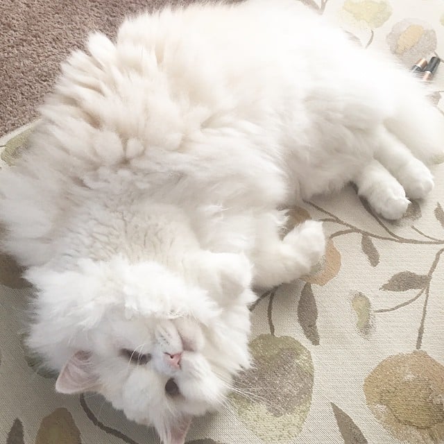 gato silas recargado acostado en la alfombra