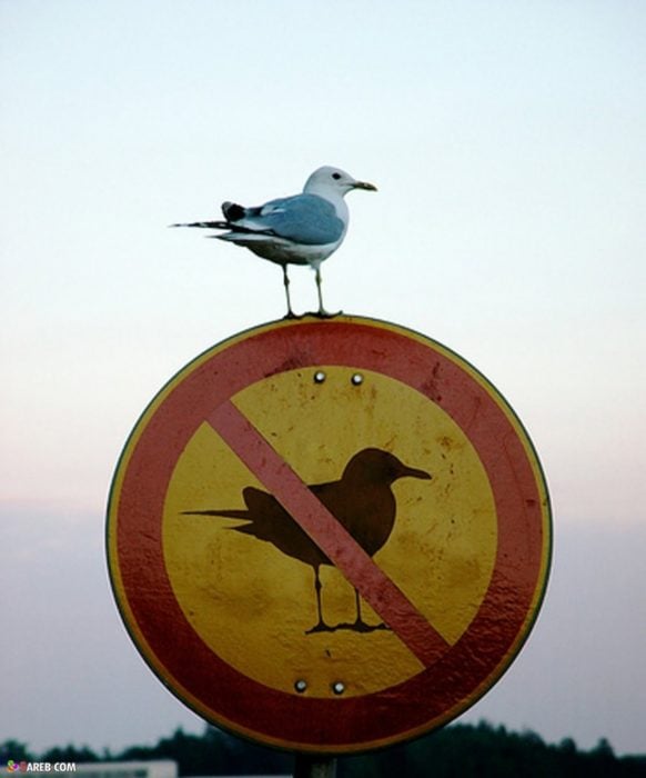 Ironía, letrero donde dice que no se permiten las gaviotas y una gaviota está parada encima del letrero