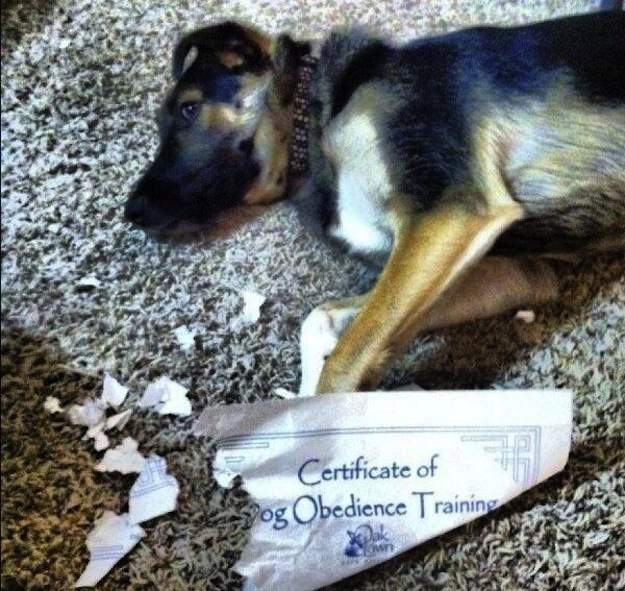 Ironía, perro se come un certificado de obediencia