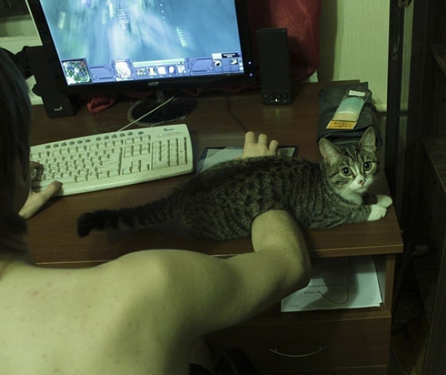 gato acostado en el brazo de su dueño mientras éste juega en la computadora