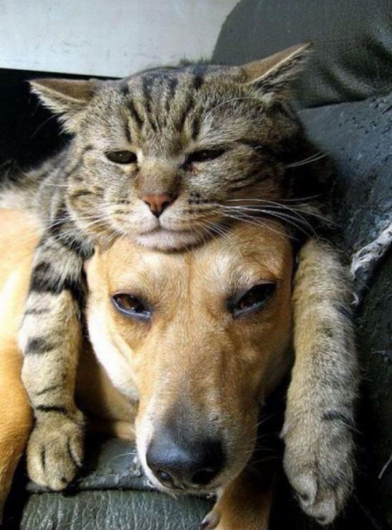 gato acostado encima de perro; los dos con cara de dormidos