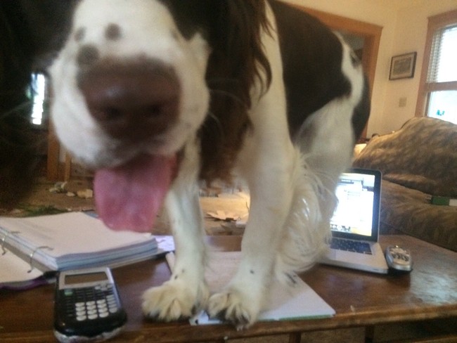 perro arriba del escritorio en donde su dueño estaba trabajando