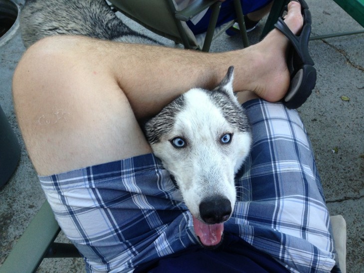 perro husky asomándose por las piernas de su dueño