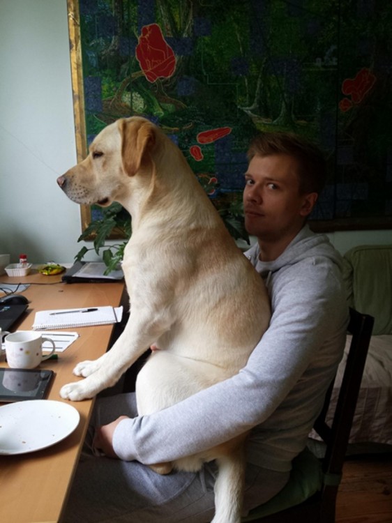 perro labrador sentado encima de su dueño mientras éste desayunaba