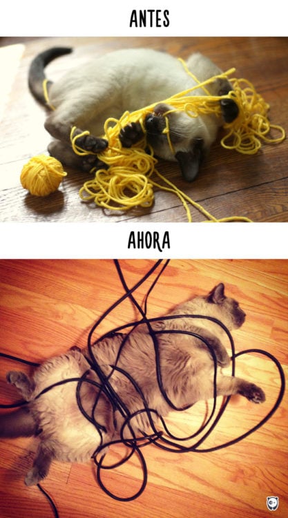 gato enredándose en estambre antes y ahora en los cables